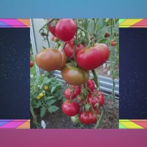 Томаты Польской селекции. Новинки 2025 года. Часть 1.  т. 89229284031