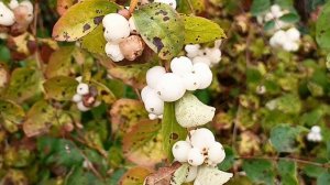 #да эта просто осень