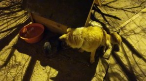 Кошка пёс будка ночь