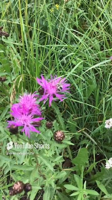Ленобласть. Хвойное. 15.07.2024. Растение-Василек луговой, многоцветие. И шмель за работой. Эпизод 1