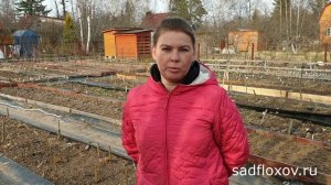 Пионы весной. Посадка, подкормка и уход за пионами весной