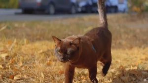 BEST IN SHOW (бурмы) - конкурс 31-й выставки кошек PCA 22 ноября 2025г