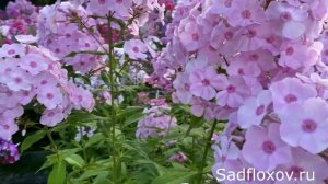 Флокс Купидон моей селекции