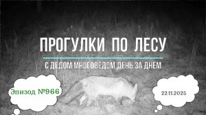 Прогулки по лесу. День за днем с дедом Многоведом. 22 ноября 2025г. Эпизод 966.