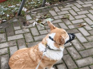 просто Кисена трансляция