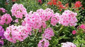 Крупноцветковый флокс Аккурат, селекции Ю.А. Репрева