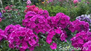 Яркий флокс Шансон в моем саду
