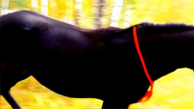 Влад Порфиров, мой лучший друг смотреть онлайн