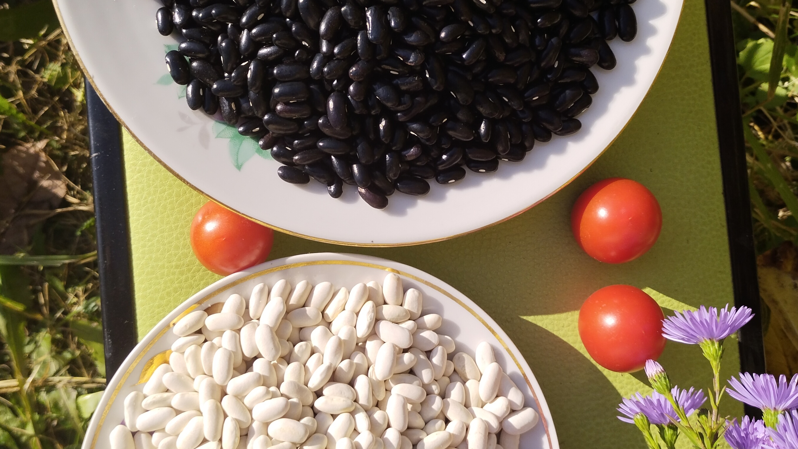 Фасоль белая, цветная щедрый дачный урожай