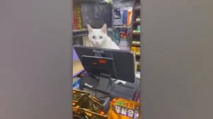 ПРИКОЛЫ С ЖИВОТНЫМИ ДО СЛЕЗ №9 #Смешные животные #Юмор #Приколы с животными