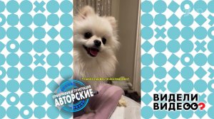 Шпиц Швепс. Видели видео? Фрагмент выпуска от 23.11.2025