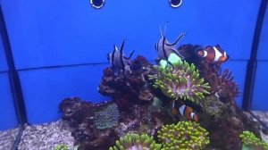 Морской тюленевый апагон и рыбка клоун