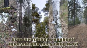 Есть ли грибы в ноябре? Прогулка по лесу (vlog № 6)