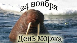 24.11.25 - День моржа