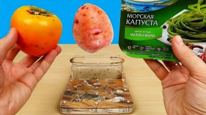 Сок из Морской капусты, Хурмы и Картошки! Реакция муравьев на соки! Бедная соковыжималка. alex boyko