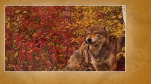 Легенда о волке и волчице. Андрей Олегович