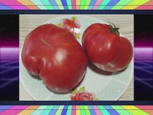 Каталог томатов - Новинок 2025 года. Часть 6. г. Киров.  т. 89229284031