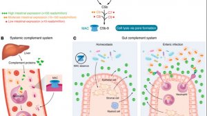 Терапевтический потенциал модуляции системы комплемента кишечника: New горизонты в лечении ВЗК и КРР