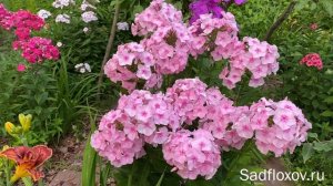 Ранний, розовый флокс Нежный Поцелуй, моей селекции