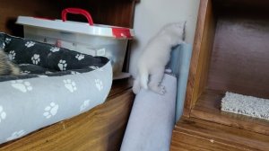 Маленький белый котенок провалился в дыру в рулоне. Мама-кошка и старший котенок забеспокоились.