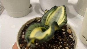 Обзор моей коллекции сансевиерий🪴Часть 4         A Review of My Sansevieria Collection🪴 Part 4