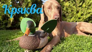 Махокрыл кряква селезень