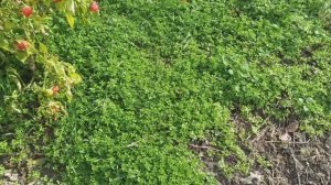 Сорняк Мокрица. Взошёл лук, чеснок.