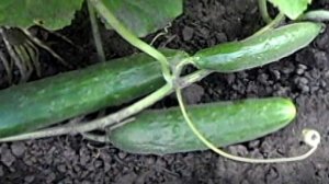 Огурцы в открытом грунте