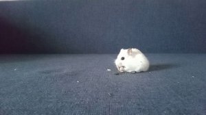 Мой хомячок ест семечки! #хомяки #hamster