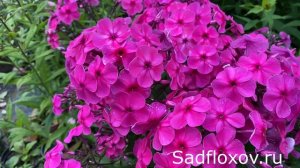Флокс Поцелуй моей селекции