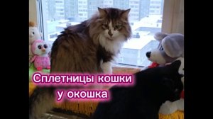 Сплетницы кошки у окошка.