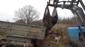 Загонная охота на лося в Псковской области.