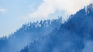 Лесной пожар площадью 0,8 га тушат под Новороссийском