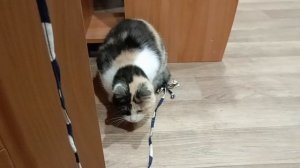 Сила образования.