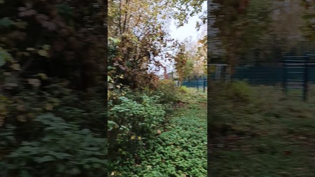 Нет дождя. ..Ура.Прогулка по осеннему лесу с козами