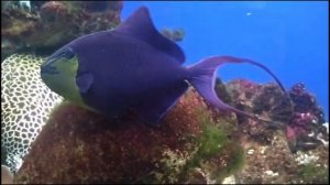 Мурена спинорог акула