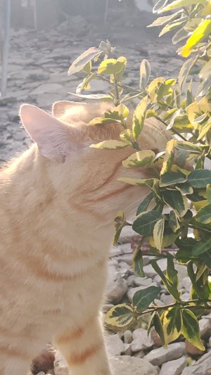 лёгкая атлетика