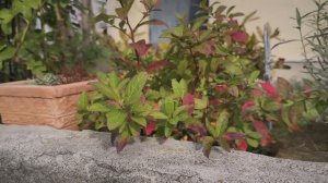 САДЫ ЯПОНИИ НЕБОЛЬШОЙ САД. АНГЛИЙСКИЙ РОЗАРИЙ В ИОКОГАМЕ. КАМЕРНОЕ ВИДЕО