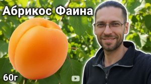 ОГРОМНЫЕ абрикосы! Сорт Фаина: 60 граммов мясистых плодов