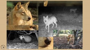 Трое волков, четверо барсуков и лиса. И все - в одном месте.