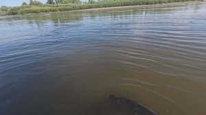 🔺️🎣ОТПУСТИЛ🎣🔺️fishing#туризм#природа#ловля#рыбалка#щука#ловлящуки#ночевка#Чулым#река#спиннинг