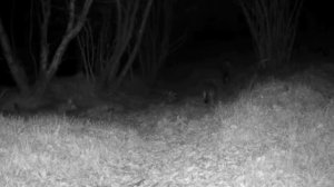 🐺🐺🐺🐺🐺 фото ловушка