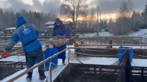 Запуск форели