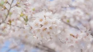 Музыка для здорового сердца и спокойного ума 🌿 Антистресс, расслабление и гармония #4