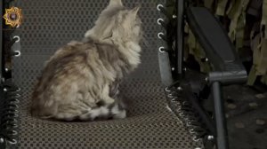 Апти Алаудинов "АХМАТ". Боевые коты