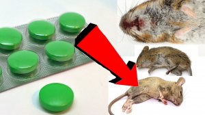 Как избавиться от мышей и крыс навсегда За 1 минуту.!!!!!!!.