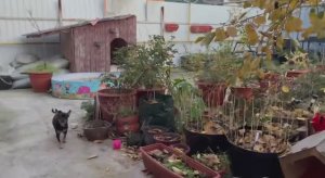 Соболь с Шейхом сегодня панику навели.