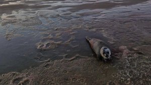 Раненого тюленя обнаружили на берегу моря в Мурманской области