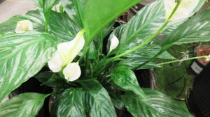 Если спатифиллум не цветет, то на это есть 7 причин