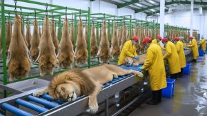 Внутри фабрики по производству кожи льва –  Как производятся изделия на миллион долларов